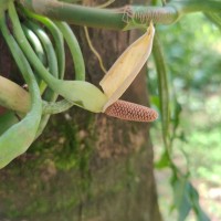 Syngonium angustatum Schott